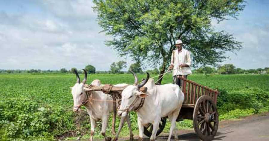 1000 rupees fine for driving a Bullock Cart